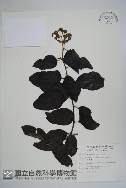 冷飯藤藏品圖，第1張