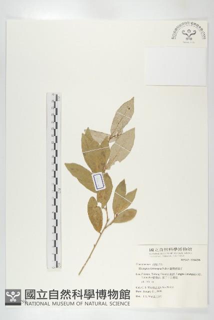 臺灣胡頹子藏品圖，第1張