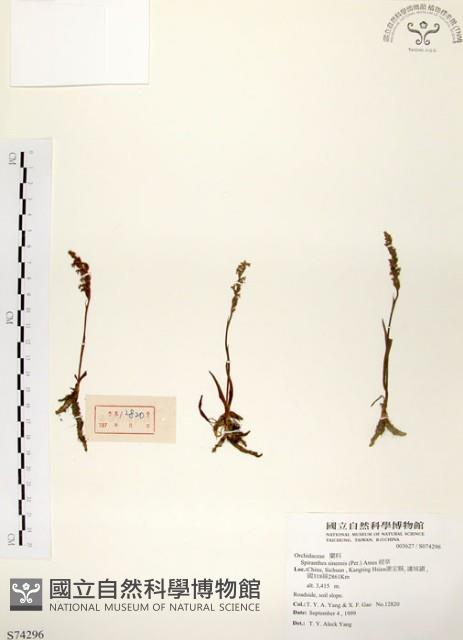 綬草藏品圖，第1張