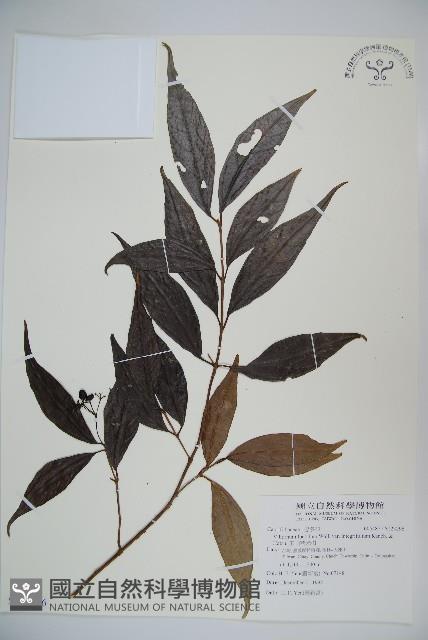 玉山糯米樹藏品圖，第1張