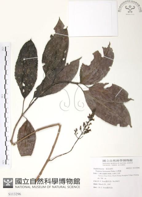 山香圓藏品圖，第1張