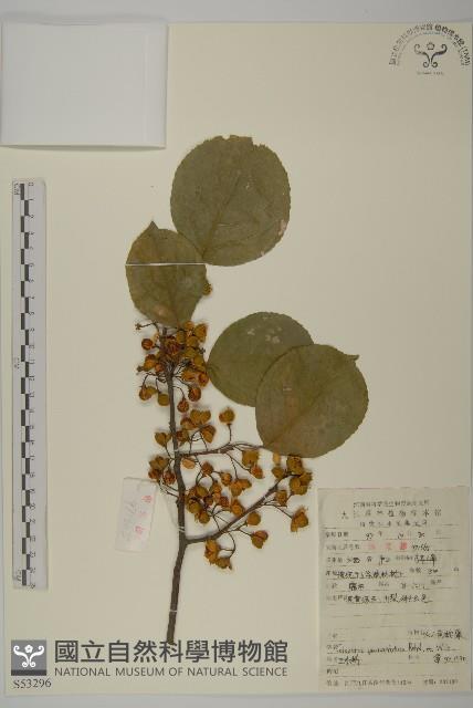 灰葉南蛇藤藏品圖，第1張