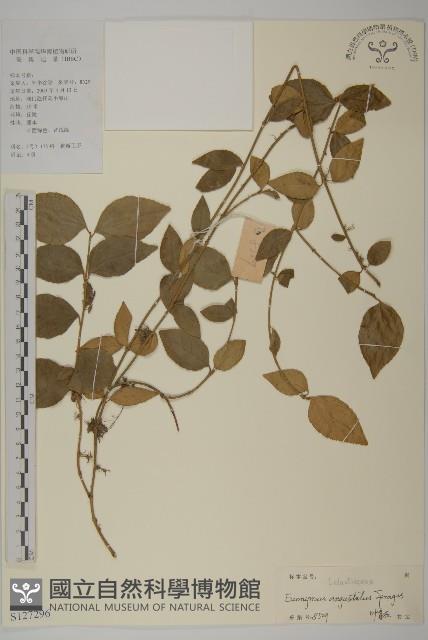 狹葉衛矛藏品圖，第1張