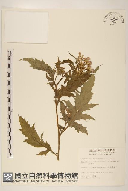 飛機草藏品圖，第1張