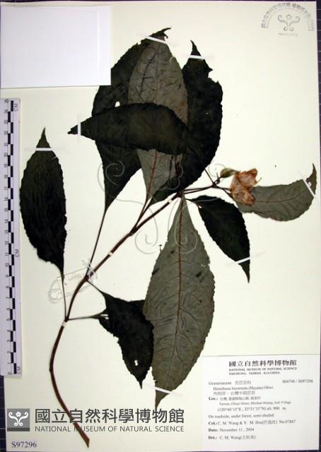 角桐草、台灣半蒴苣苔藏品圖，第1張