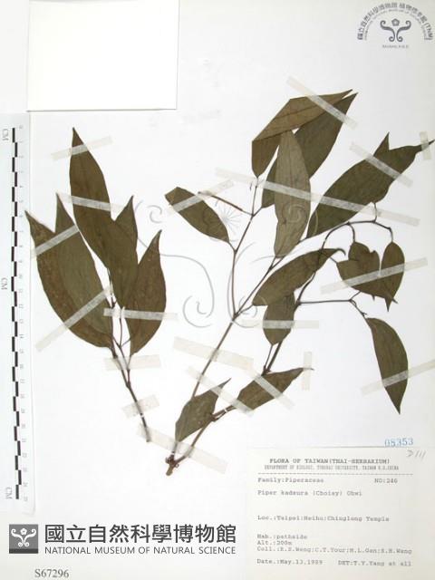 風藤藏品圖，第1張