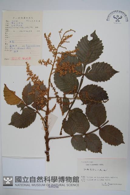 鹽膚木藏品圖，第1張