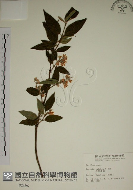 大葉溲疏藏品圖，第1張