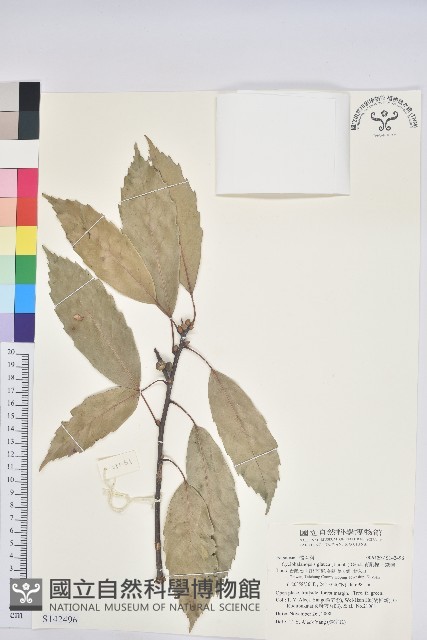 青剛櫟、鐵椆藏品圖，第1張