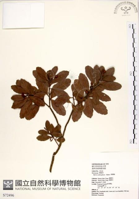 青楊梅藏品圖，第1張