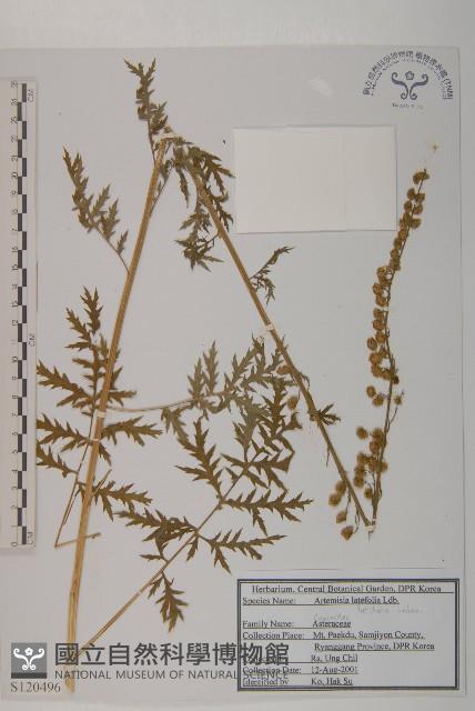 角菜、珍珠菜藏品圖，第1張