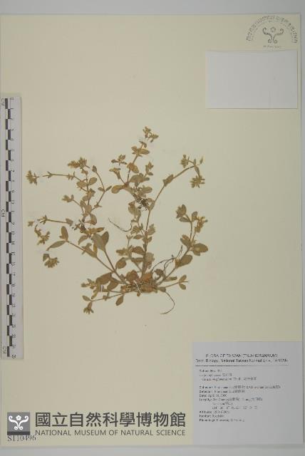 球序卷耳藏品圖，第1張