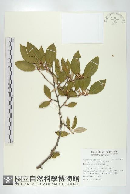 鄧氏胡頹子藏品圖，第1張