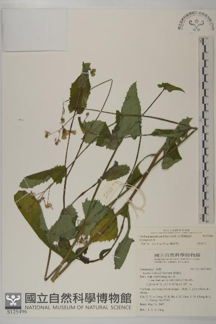 粉黃纓絨花藏品圖，第1張