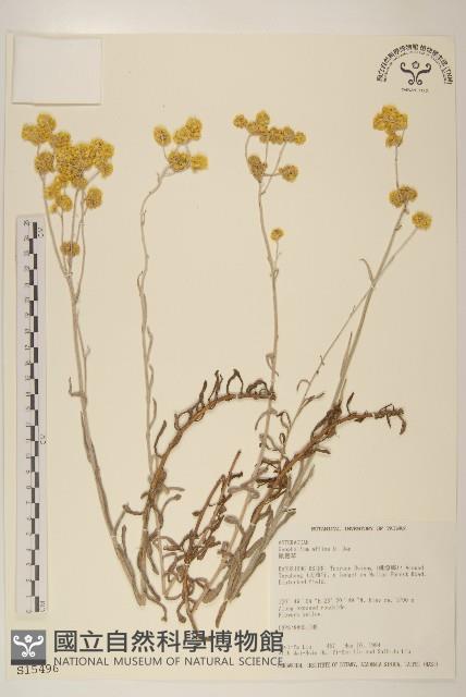 鼠麴草藏品圖，第1張