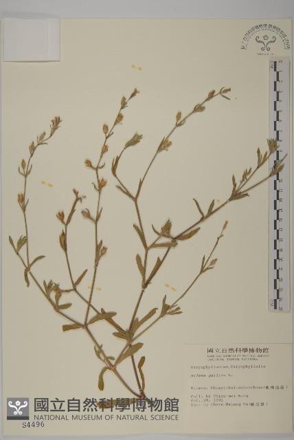 匙葉麥瓶草藏品圖，第1張