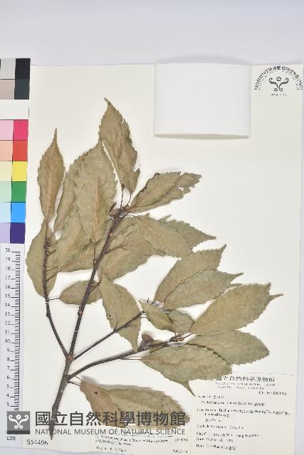 青剛櫟、鐵椆藏品圖，第1張