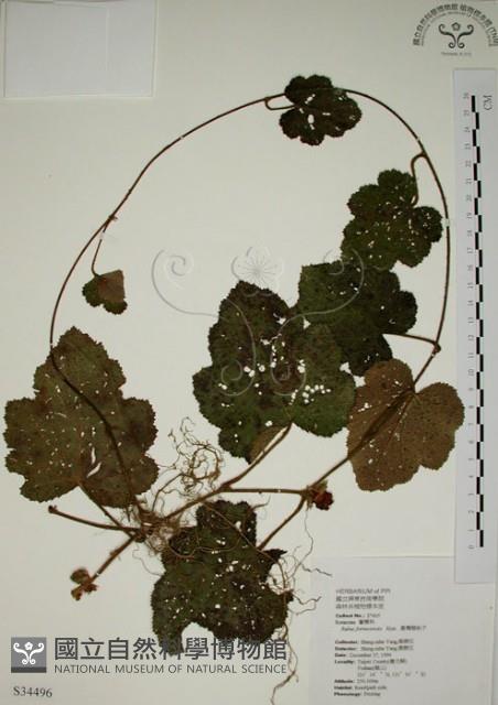 Buerger's Raspberry Collection Image