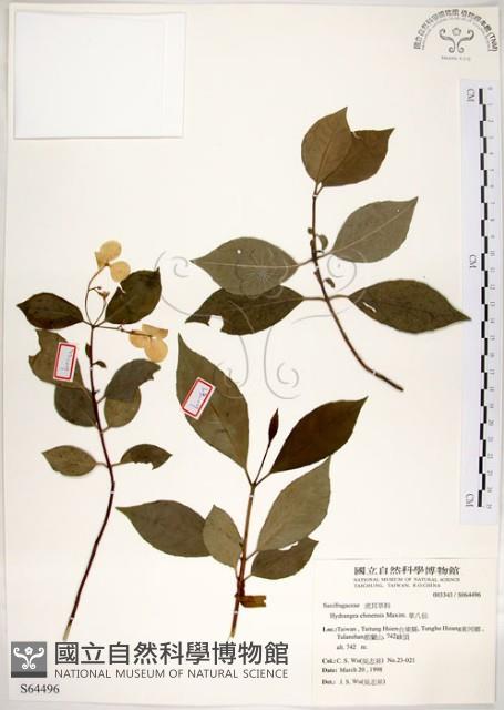 華八仙藏品圖，第1張