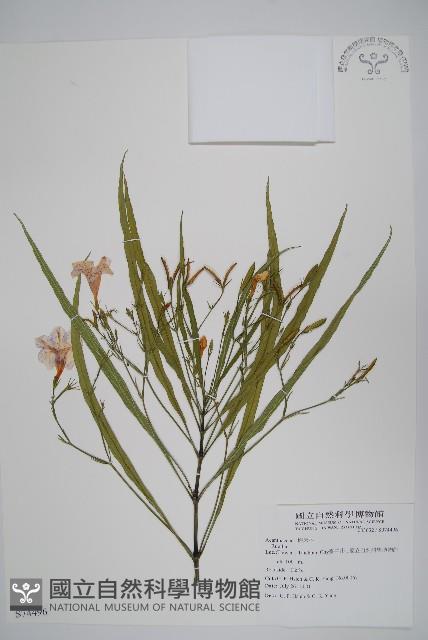 登錄號:S074496藏品圖，第1張