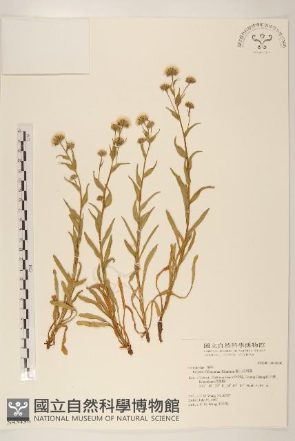 福山氏飛蓬藏品圖，第1張