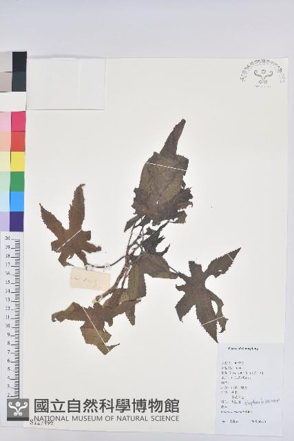 蓖麻藏品圖，第1張