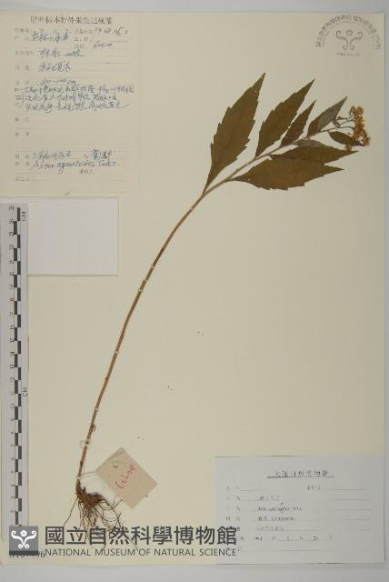 山白蘭藏品圖，第1張