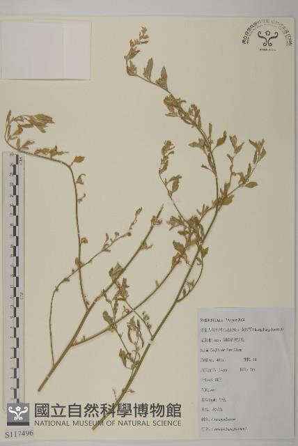 灰綠藜藏品圖，第1張