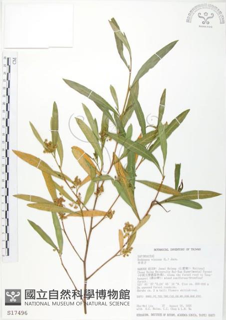 車桑子藏品圖，第1張