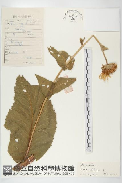 土木香藏品圖，第1張