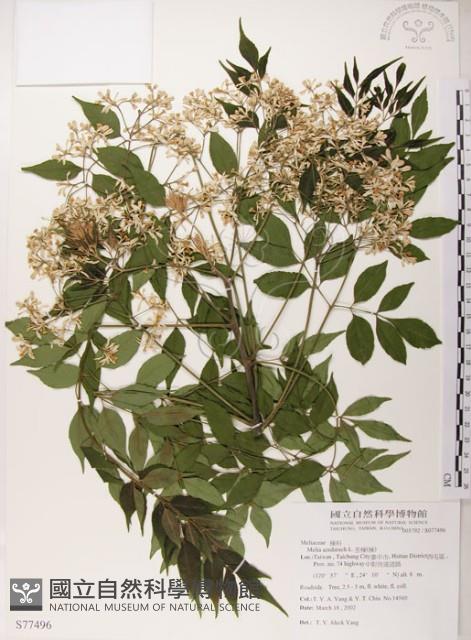 楝、苦楝藏品圖，第1張