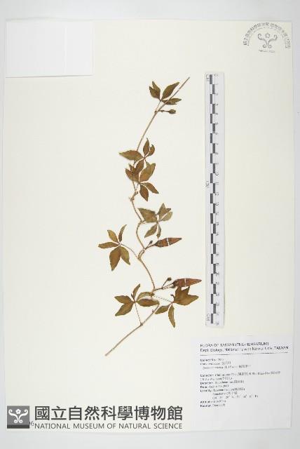 番仔藤藏品圖，第1張