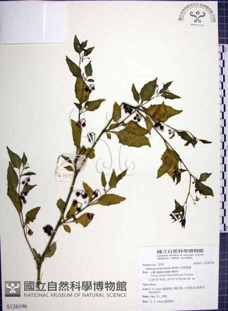 光果龍葵藏品圖，第1張