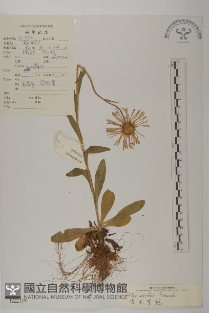 緣毛紫菀藏品圖，第1張