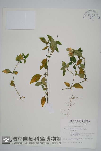 臺灣明萼草藏品圖，第1張