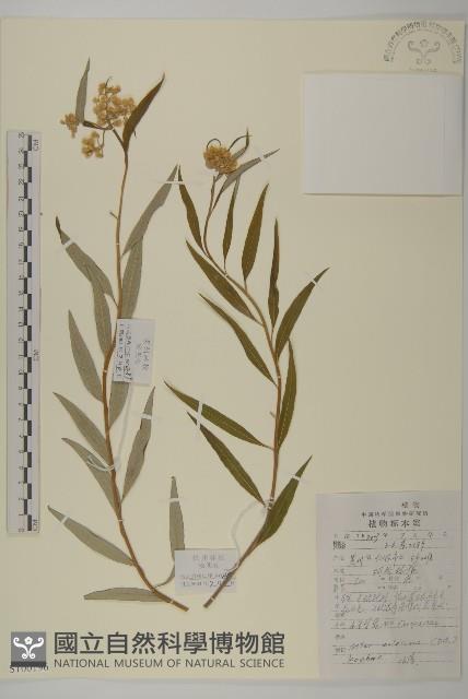 小舌紫菀藏品圖，第1張