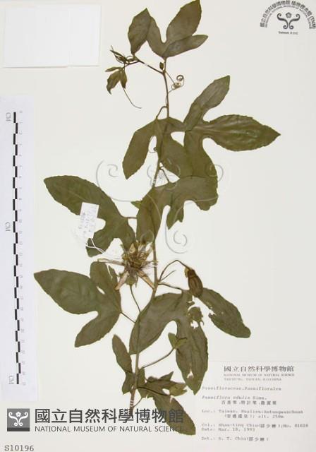 西番蓮、百香果藏品圖，第1張