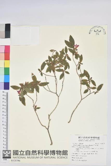 紅毛杜鵑藏品圖，第1張