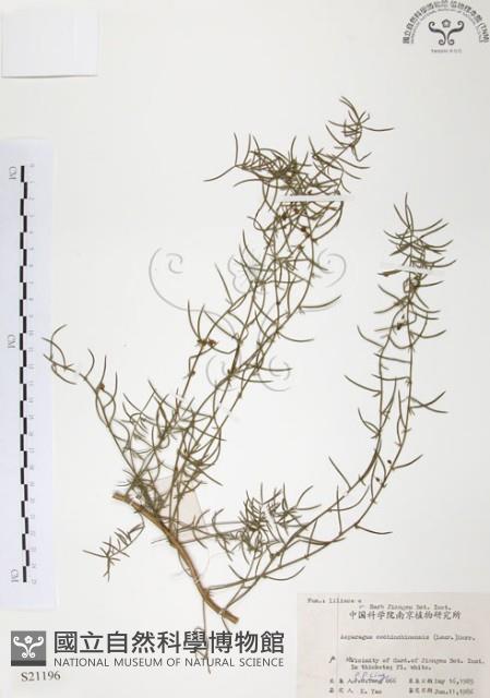 天門冬藏品圖，第1張