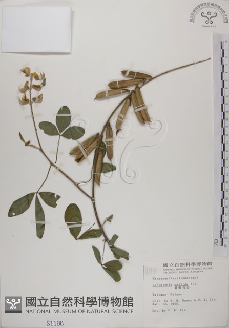 黃野百合藏品圖，第1張