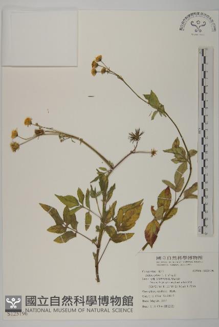 白花鬼針藏品圖，第1張