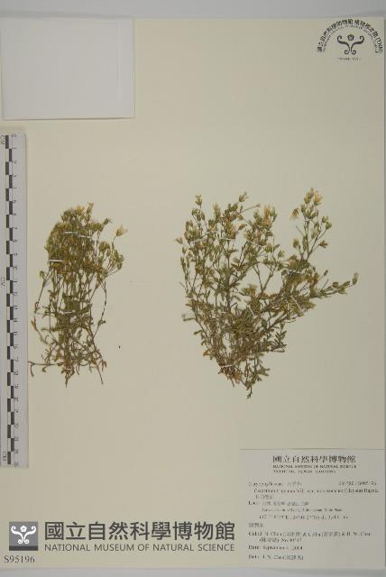 玉山卷耳藏品圖，第1張