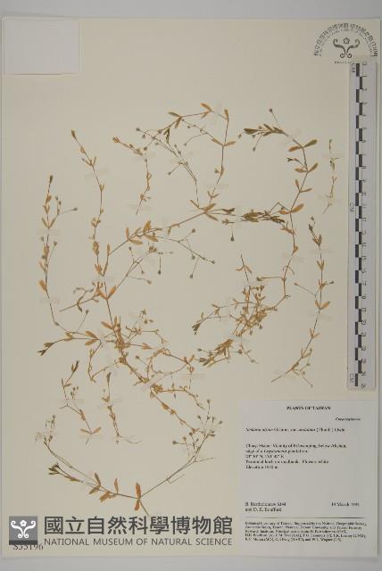 天蓬草、雀舌草藏品圖，第1張