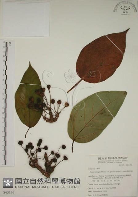 幹花榕藏品圖，第1張