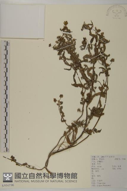 鱧腸藏品圖，第1張