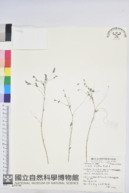 擬葉下珠、細葉油柑藏品圖，第1張