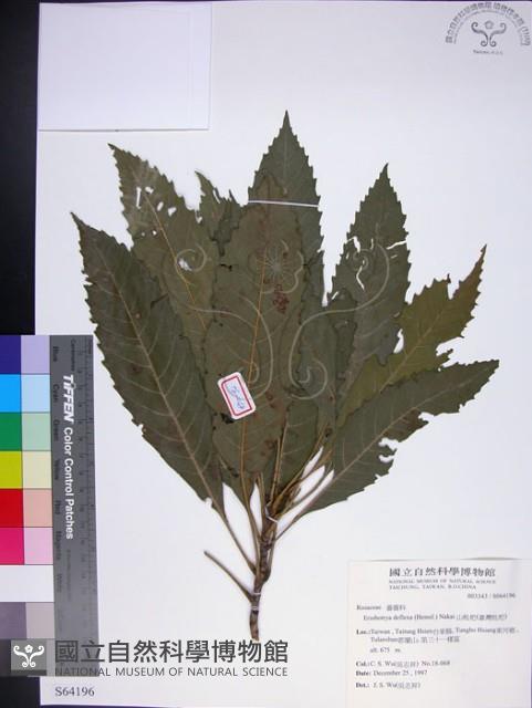 山枇杷、臺灣枇杷藏品圖，第1張