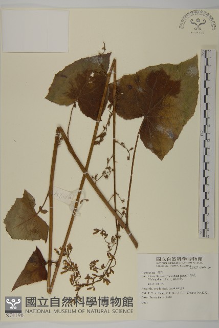 登錄號:S074196藏品圖，第1張