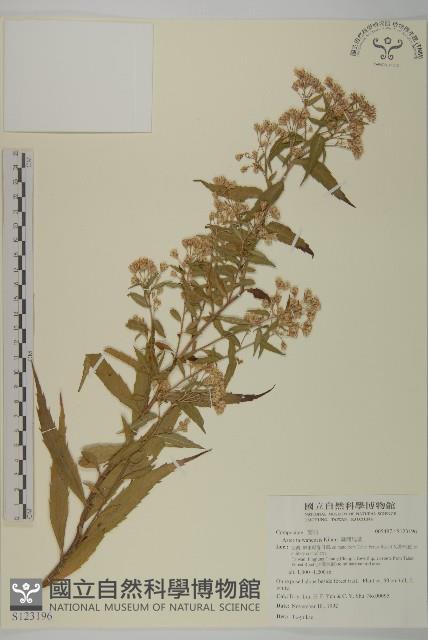 臺灣馬蘭藏品圖，第1張