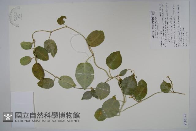 蘭嶼牛皮消、蘭嶼白薇藏品圖，第1張